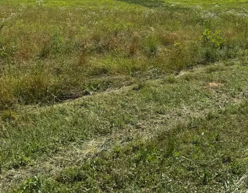 green grass field before clearing