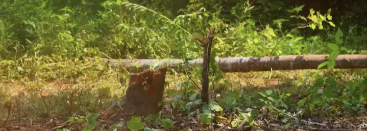 efficient grinding and mulching of overgrown areas